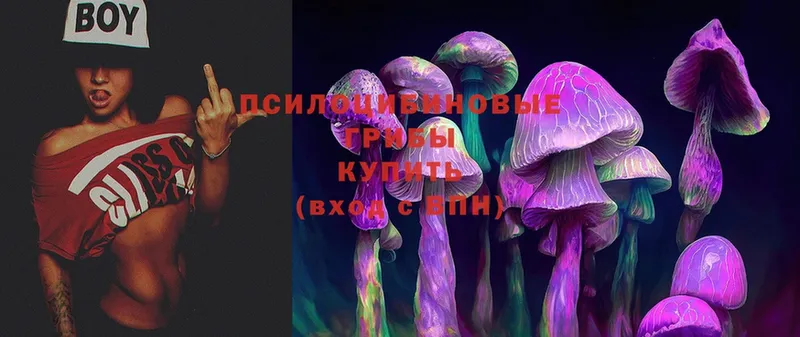 Псилоцибиновые грибы Psilocybine cubensis  Киселёвск 